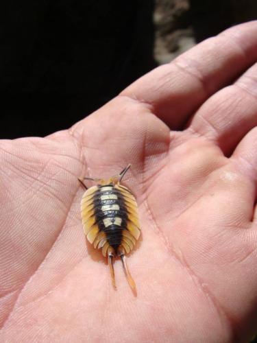 Porcellio expansus