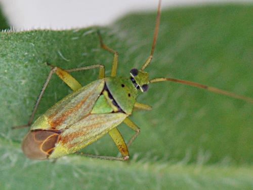 Closterotomus norwegicus
