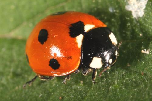 Réf. 120 927 : Coccinella septempunctata