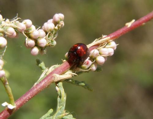 Réf. 120 020 : Chilocorus bipustulatus