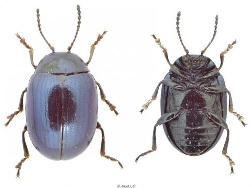 Réf. 120 620 : Phaedon cochleariae
