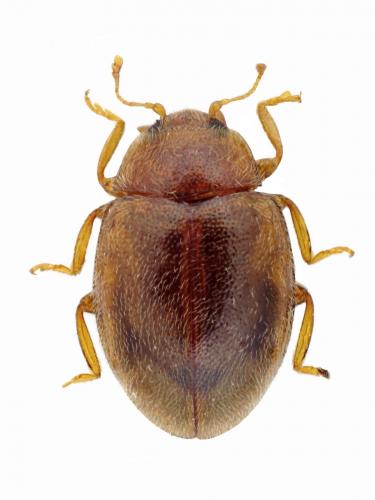 Réf. 120 102 : Rhyzobius litura