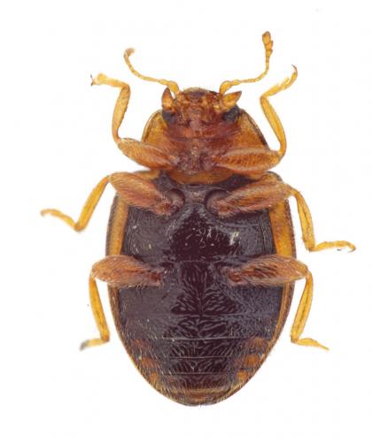 Rhyzobius litura