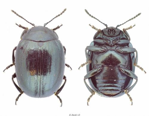 Phaedon sp.