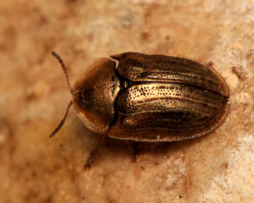 Hypocassida meridionalis