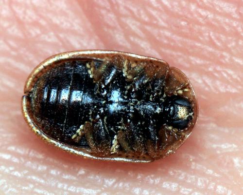 Hypocassida meridionalis