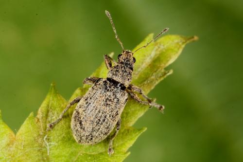Réf. 120 239 : Polydrusus cervinus