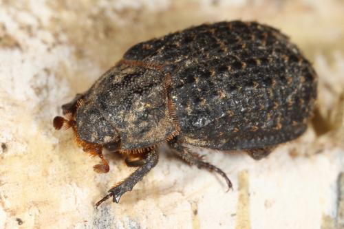 Réf. 120 159 : Trox hispidus
