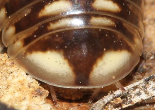 Glomeris valesiaca