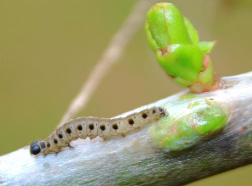 Yponomeuta rorrella