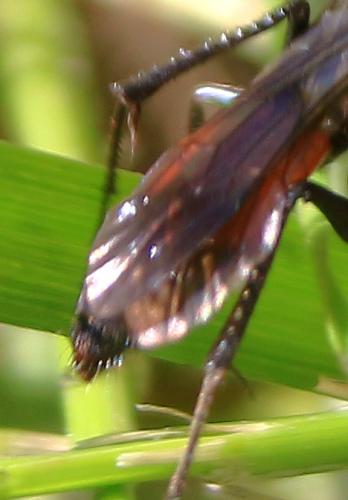 Priocnemis sp.