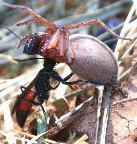 Drassodes sp.