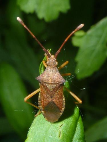 Gonocerus acuteangulatus