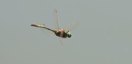 Réf. 120 254 : Cordulia aenea