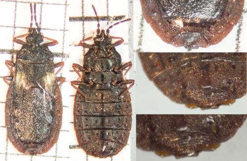 Aneurus avenius