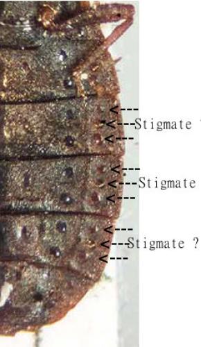 Aneurus avenius