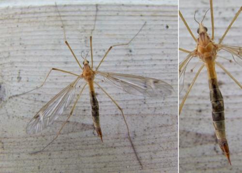 Tipula sp.