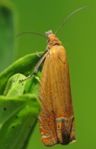 Lathronympha strigana
