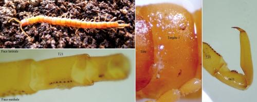 Cryptops anomalans