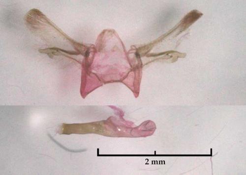 Cyclophora hyponoea