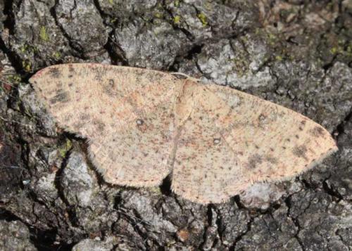 Cyclophora hyponoea