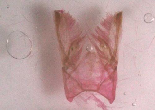 Cyclophora hyponoea