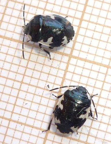 Tritomegas rotundipennis