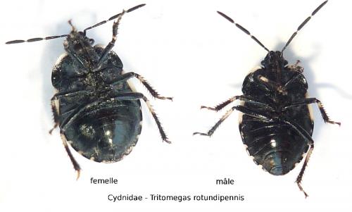 Tritomegas rotundipennis