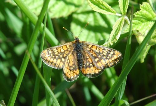 Euphydryas aurinia