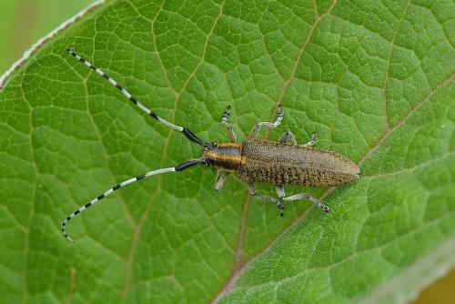 Agapanthia villosoviridescens