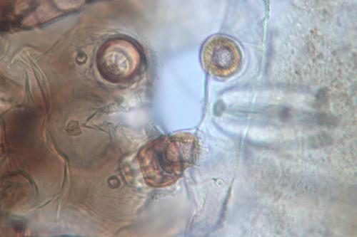 Psoroptes cuniculi