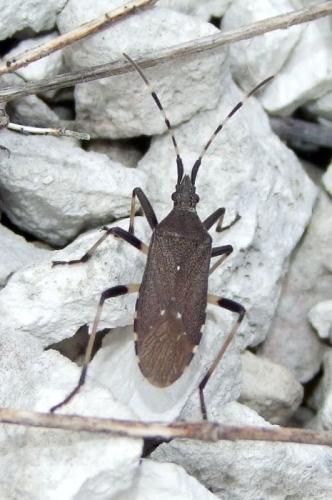 Réf. 120 490 : Dicranocephalus agilis