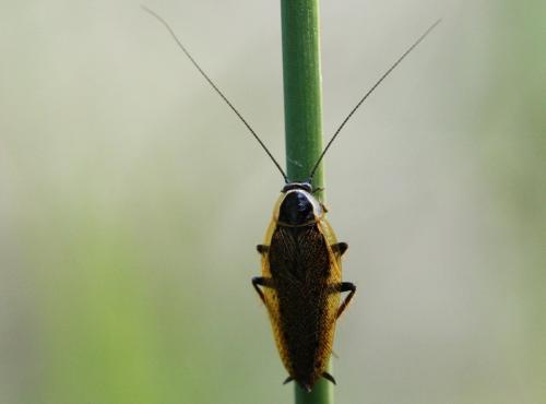 Ectobius sylvestris