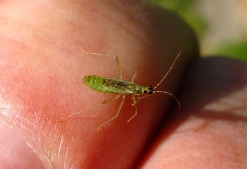 Dicyphus sp.