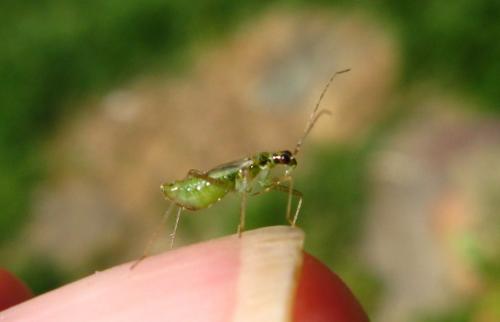 Dicyphus sp.