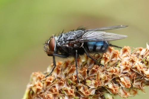 Réf. 120 709 : Calliphora vicina