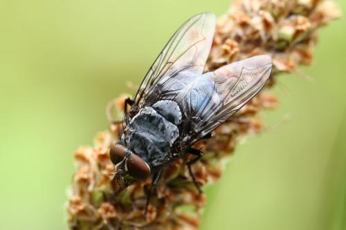 Calliphora vicina
