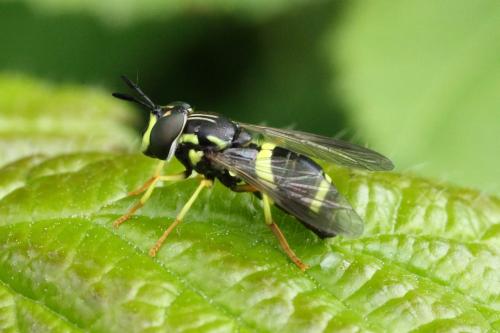 Réf. 120 878 : Chrysotoxum bicinctum