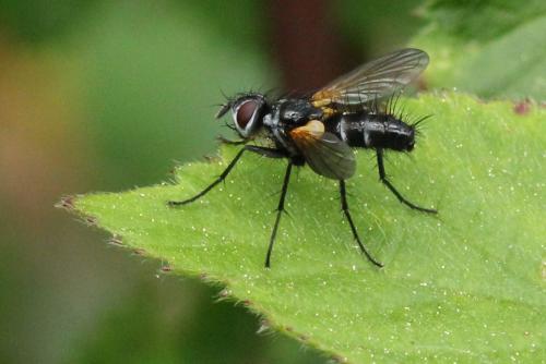 Phyllomya volvulus