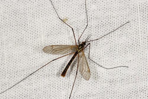 Réf. 120 440 : Nephrotoma appendiculata