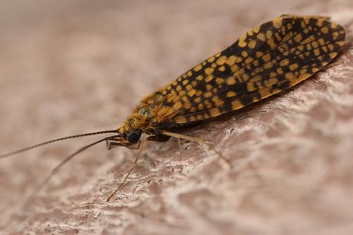Philopotamus sp.