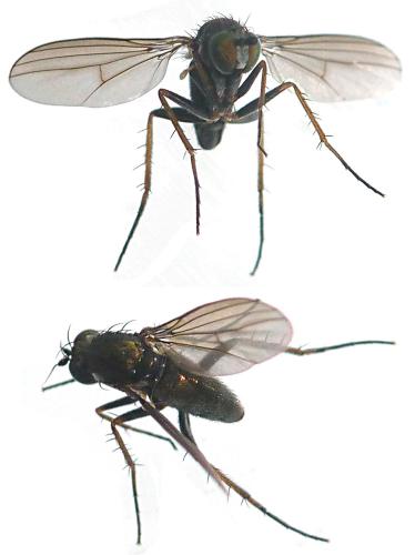 Réf. 120 977 : Gymnopternus cupreus