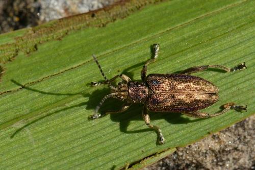 Réf. 120 506 : Donacia marginata
