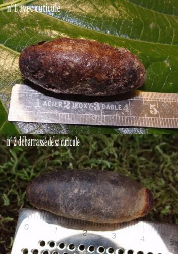 Réf. 120 654 : Megascolia maculata