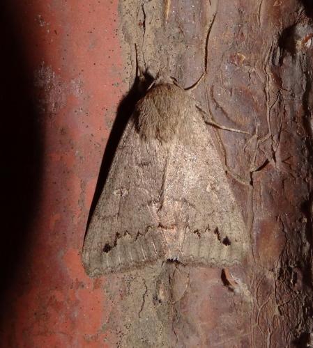 Réf. 120 262 : Clytie illunaris
