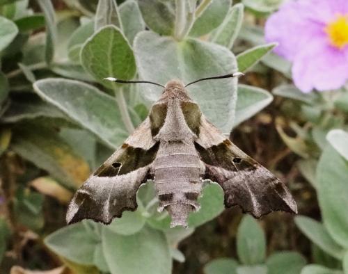 Réf. 120 377 : Proserpinus proserpina