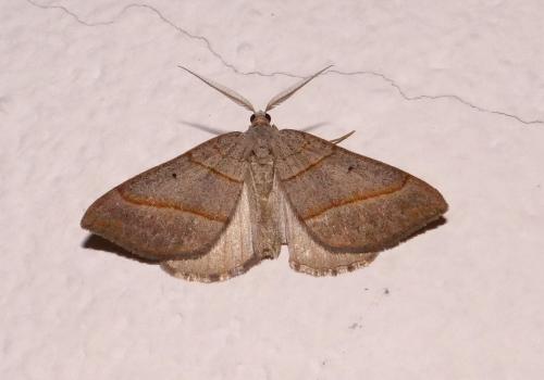 Réf. 120 678 : Scotopteryx sp.