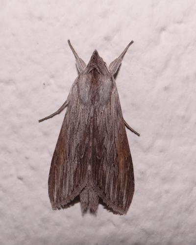 Cucullia umbratica