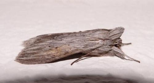 Réf. 120 888 : Cucullia umbratica