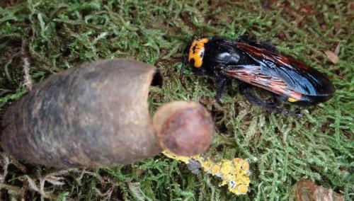 Réf. 120 952 : Megascolia maculata
